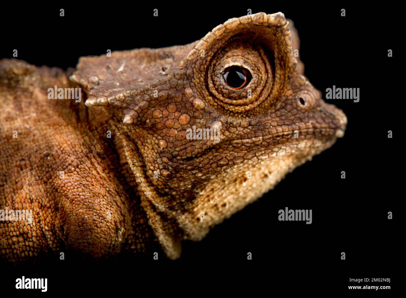 Plattiertes Chamäleon (Brookesia stumpffi) Stockfoto