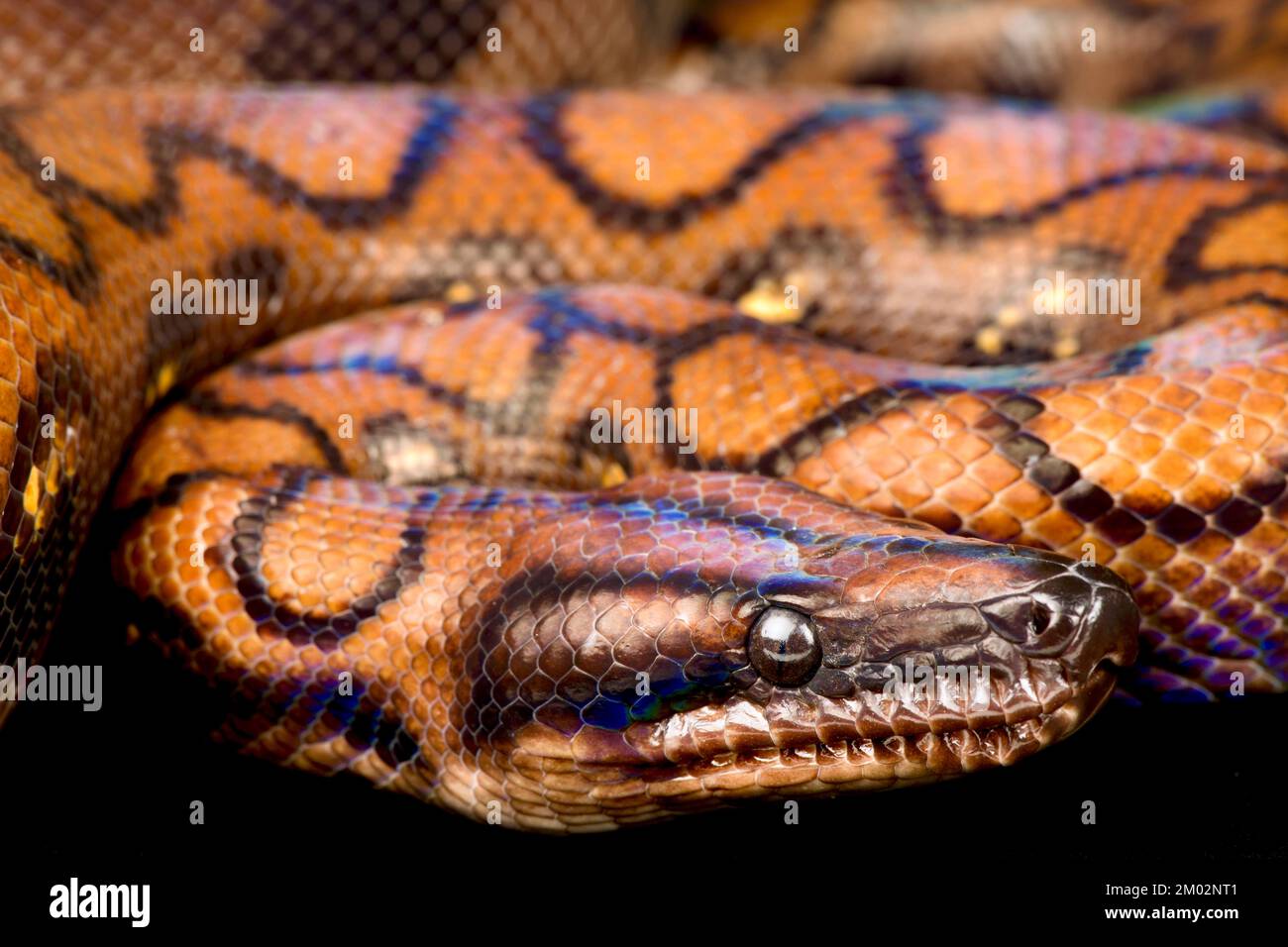 Rainbow Boa (Epicrates cenchria cenchria) Stockfoto