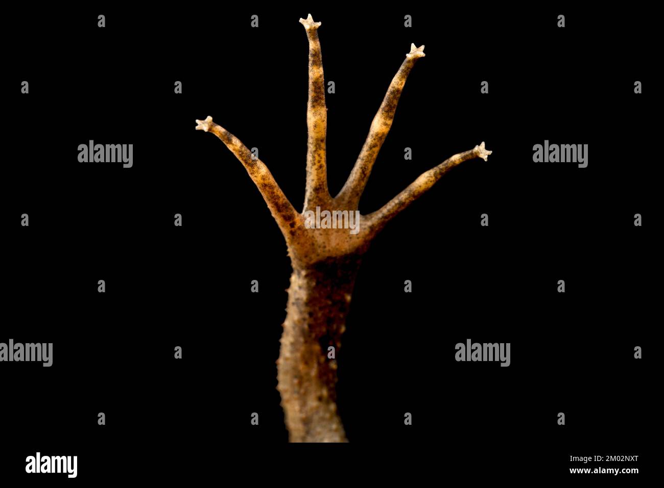 Surinamkröte (Pipa pipa) Handdetails Stockfoto