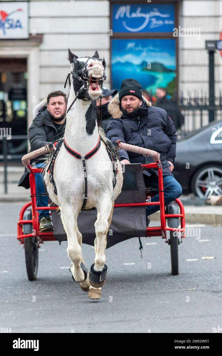 Westminster, London, Großbritannien. 3.. Dezember 2022. Eine Reihe von Pony und Fallen sind durch die Stadt Westminster geritten, durch den Trafalgar Square Verkehr. Veranstaltung mit dem Titel London Christmas Horse Drive, of Gypsies, Travellers and Visitors aus ganz Großbritannien. Die Fahrgeschäfte werden als wohltätige Zwecke bezeichnet. Stockfoto