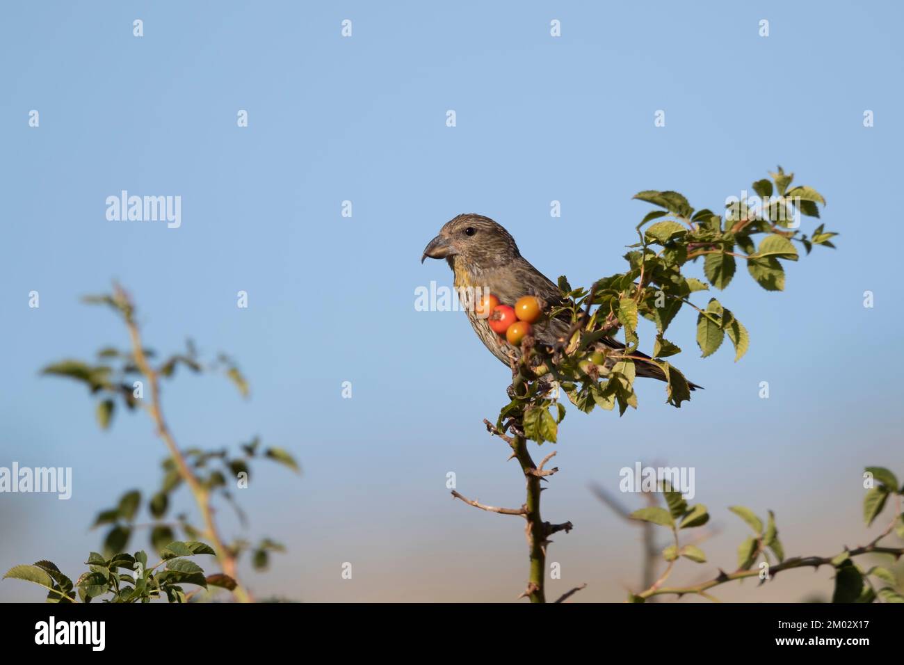 Common Crossbill (Loxia curvirostra) in Abruzzen, Italien Stockfoto