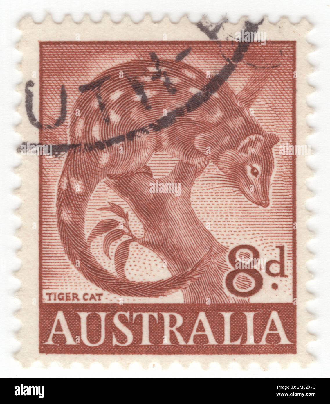 AUSTRALIEN — 1960. Mai 11: Ein rot-brauner Briefmarken mit 8 Pence, der Tigerquoll (Dasyurus maculatus) darstellt, auch bekannt als Fleckschwanzquoll, Fleckquoll, Fleckschwanz-Dasyure, einheimische Katze oder Tigerkatze, ist ein fleischfressendes Marsupial der australischen Gattung Dasyurus. Mit einem Gewicht von etwa 3,5 bzw. 1,8 kg (7,7 bzw. 4,0 lb) ist es das weltweit zweitgrößte lebende Fleischfresser-Beuteltier hinter dem Tasmanischen Teufel. Zwei Unterarten werden anerkannt; der Nomate findet sich in feuchten Wäldern im Südosten Australiens und Tasmaniens Stockfoto
