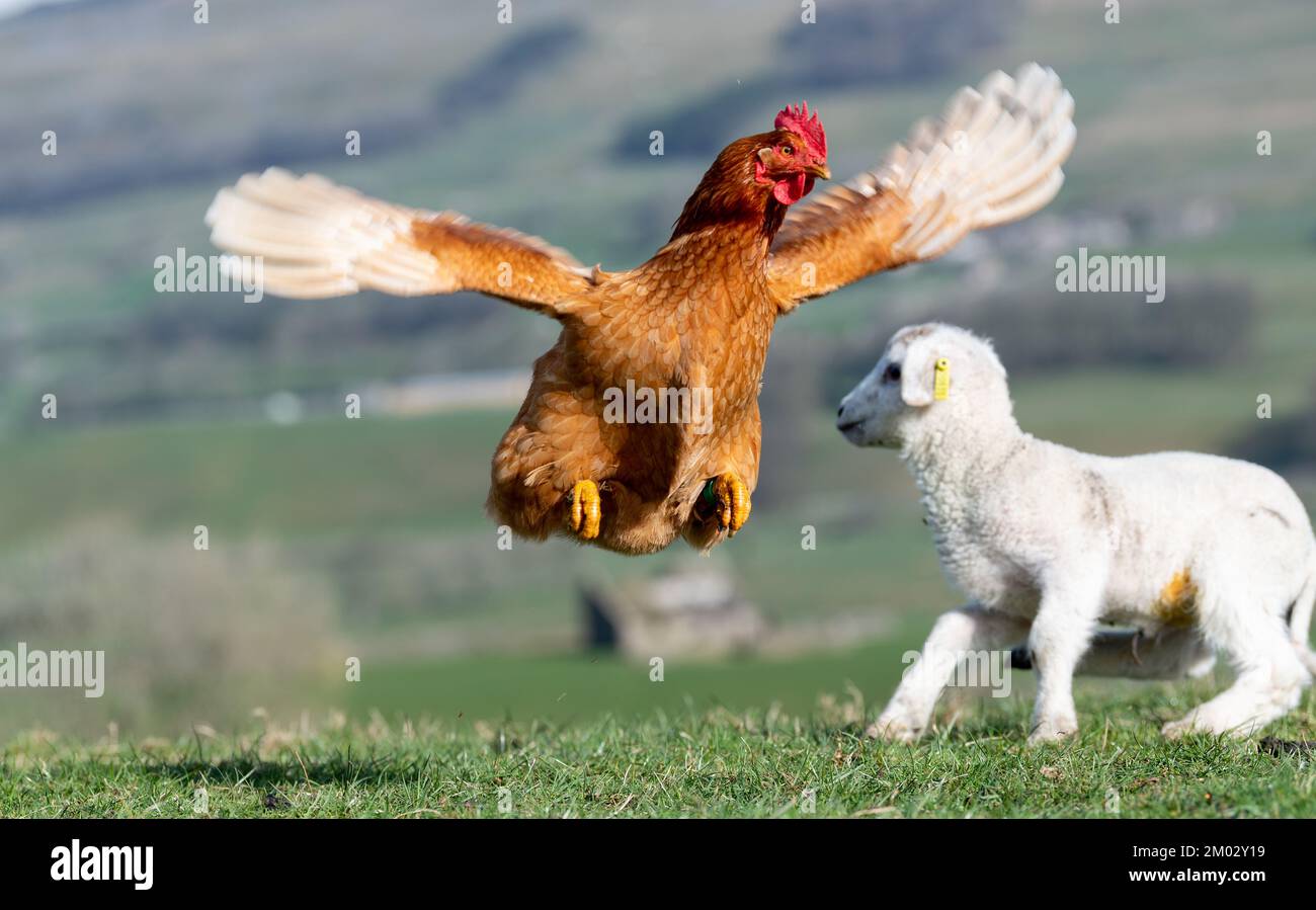 Neugierige junge Lämmer treffen zum ersten Mal eine Henne auf dem Feld. North Yorkshire, Großbritannien. Stockfoto