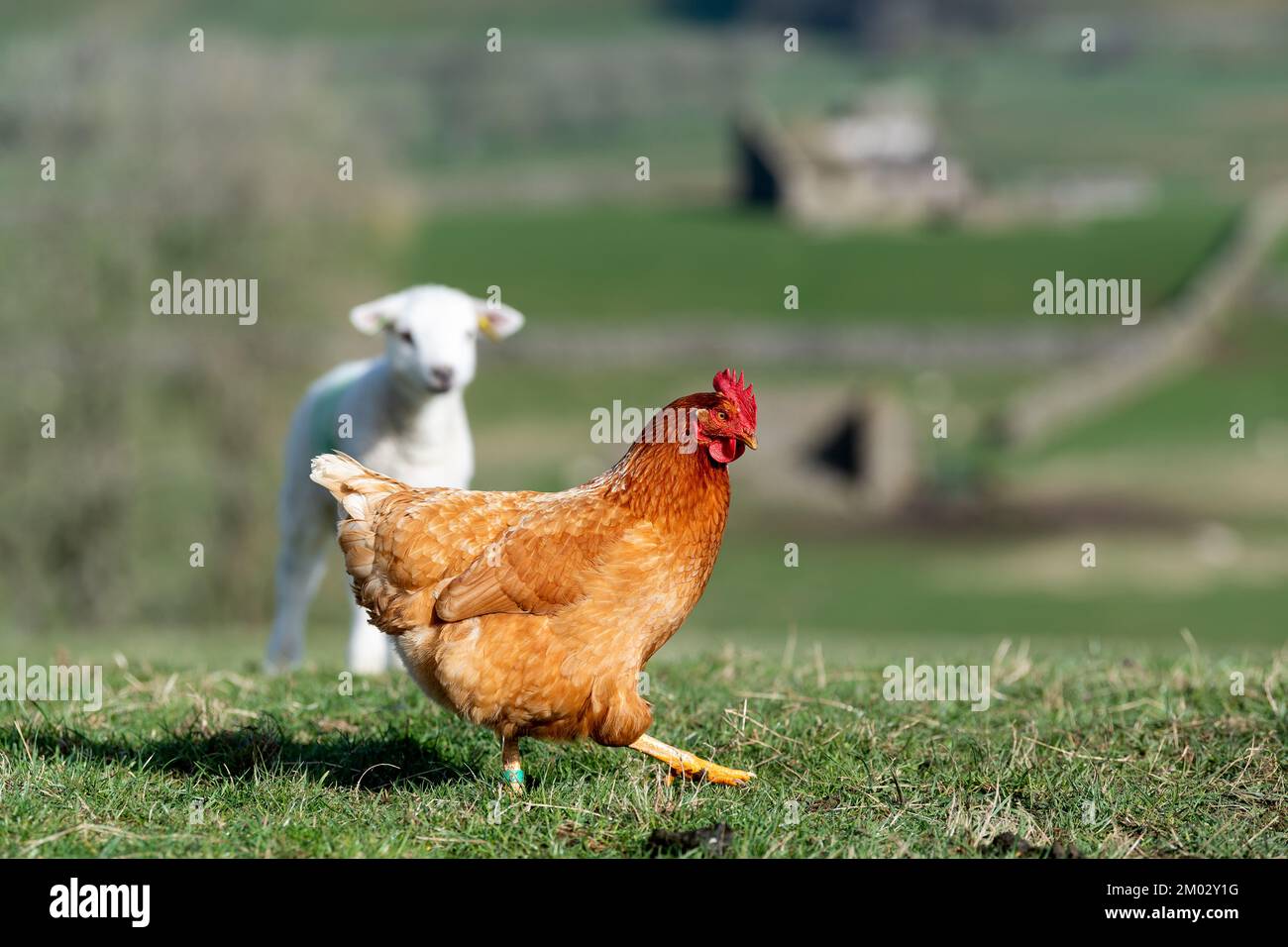 Neugierige junge Lämmer treffen zum ersten Mal eine Henne auf dem Feld. North Yorkshire, Großbritannien. Stockfoto
