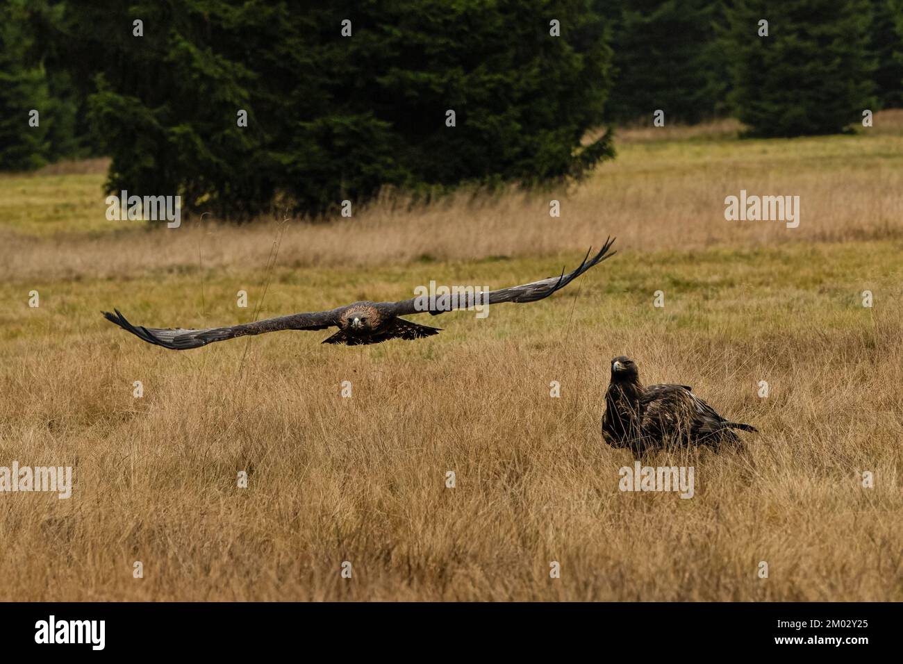 Ein paar Adler im böhmischen Mähren-Hochland. Stockfoto