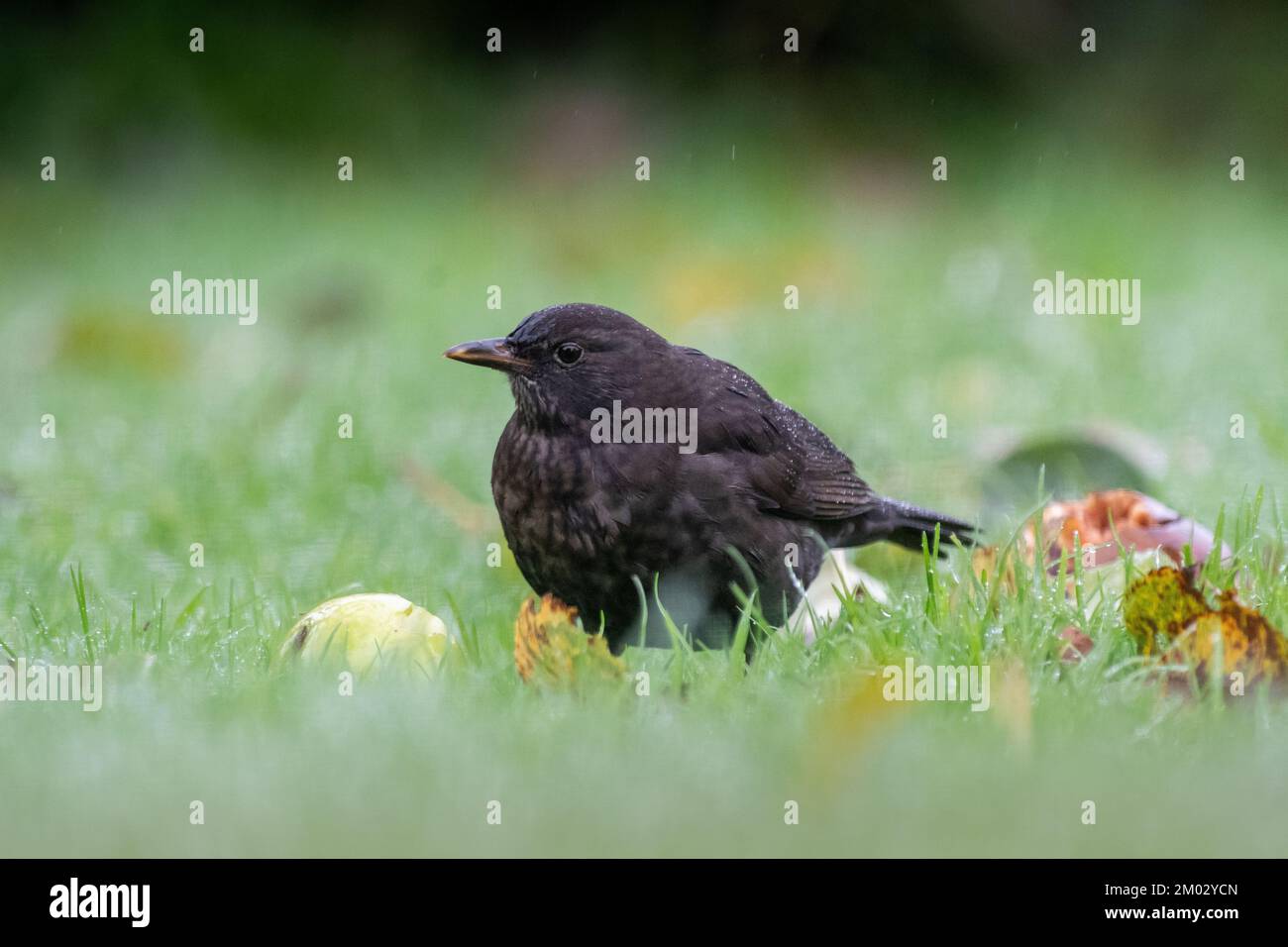 Weiblicher Gemeiner Blackbird, Turdus merula, isst Windfall-Äpfel auf einem Gartenrasen, North Yorkshire, Großbritannien. Stockfoto