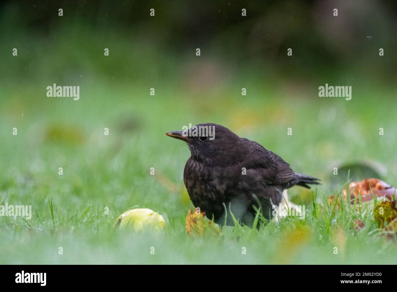 Weiblicher Gemeiner Blackbird, Turdus merula, isst Windfall-Äpfel auf einem Gartenrasen, North Yorkshire, Großbritannien. Stockfoto