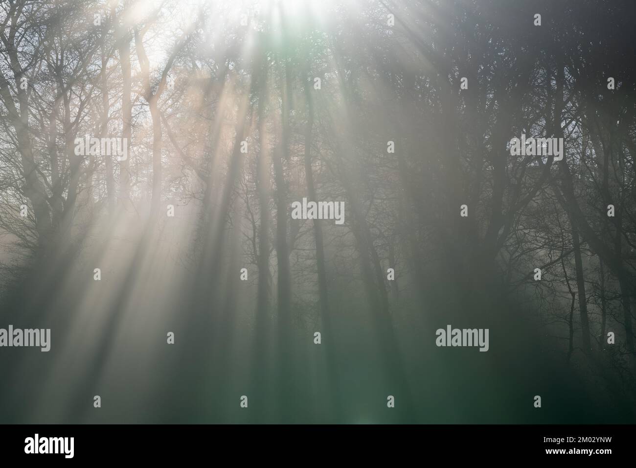 Sonnenlicht, das durch Bäume und Nebel strömt, erzeugt ein unheimliches Licht. North Yorkshire, Großbritannien Stockfoto