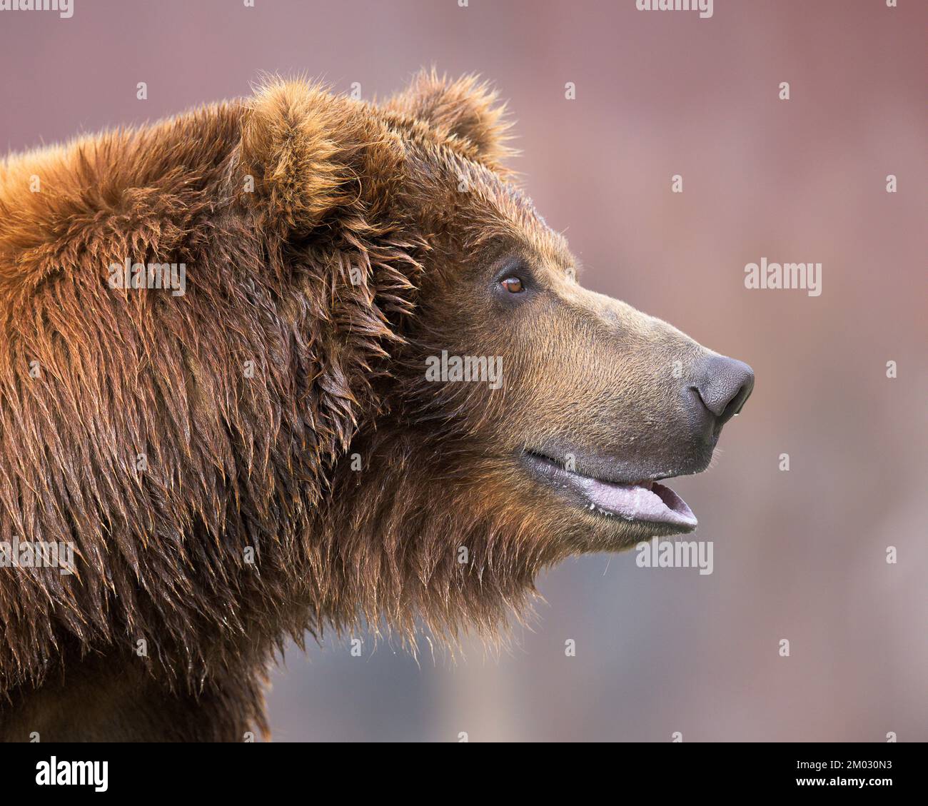 Nahaufnahme des Seitenprofils eines jungen männlichen Grizzlybären Stockfoto