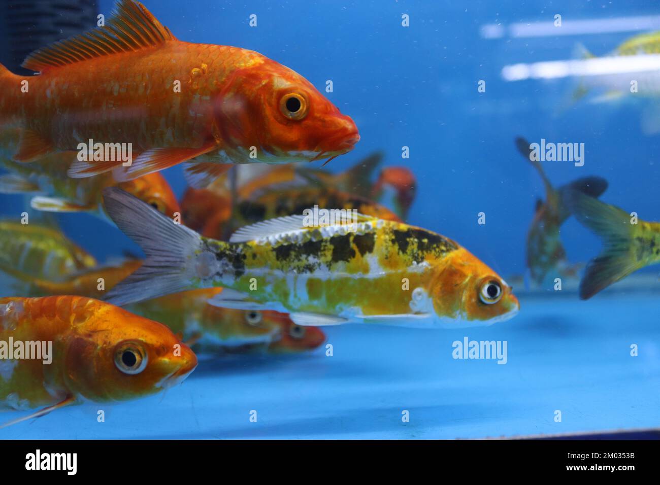 Orangen- und Gelbfische im Aquarium Stockfoto