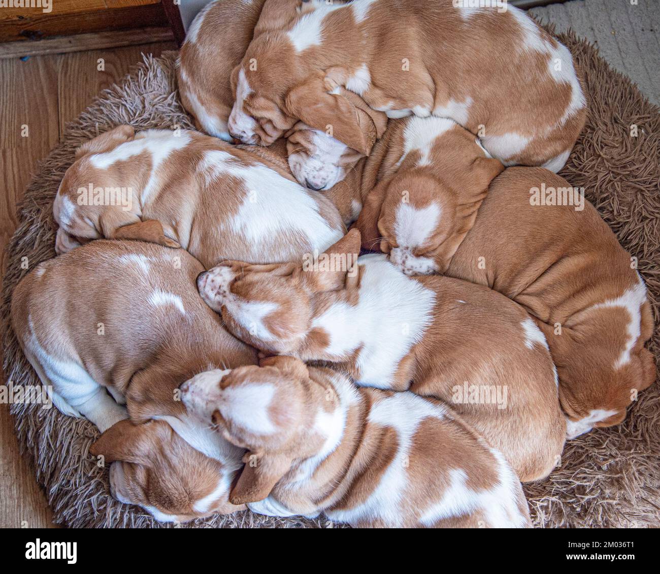 Einstreu von Basset-Hundewelpen Stockfoto