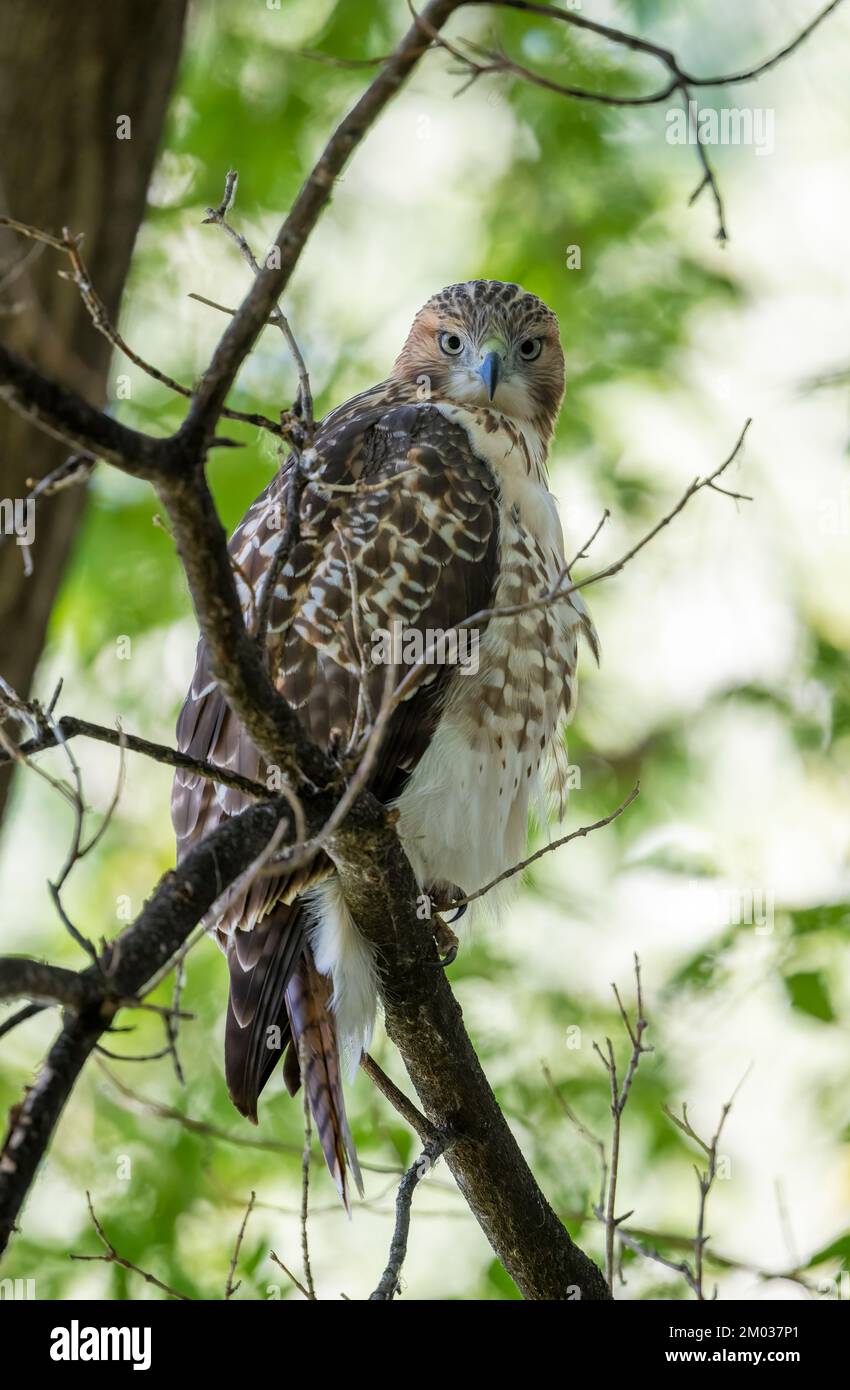 Rotschwanzfalke (Buteo jamaicensis), E Nordamerika/Dembinsky Photo Assoc Stockfoto
