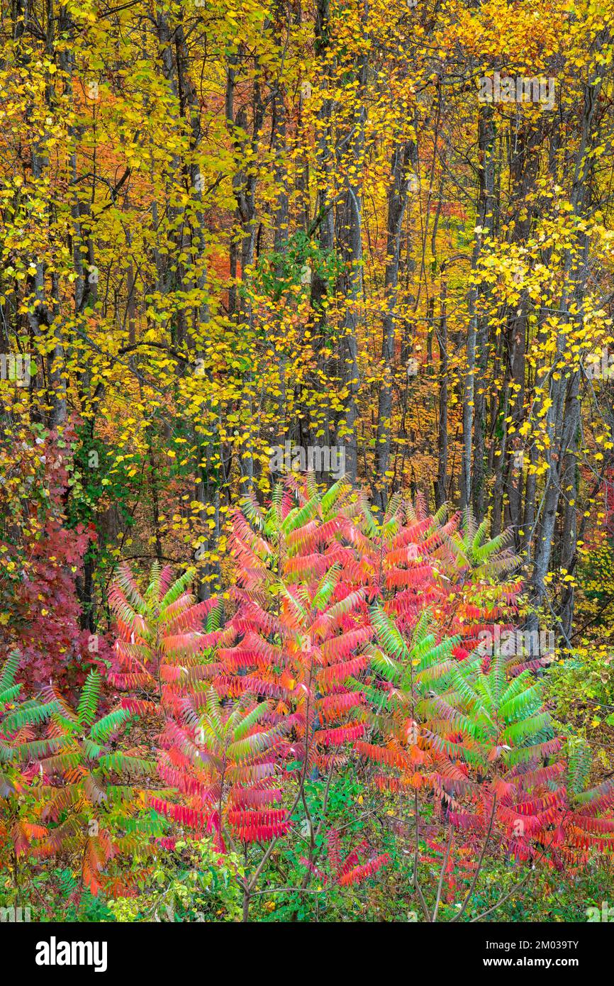 Herbstfarben, Staghorn Sumac, Great Smoky Mountains National Park, TN, USA, Ende Oktober, von Dominique Braud/Dembinsky Photo Assoc Stockfoto