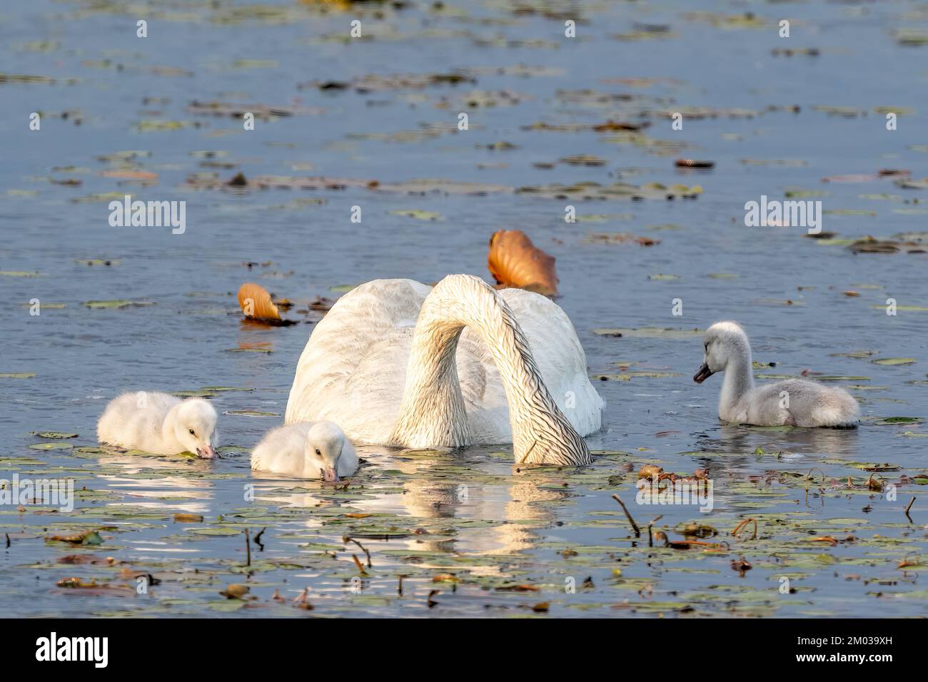 Trompeterschwan (Cygnus Buccinator) und Cygnets. , Ostnordamerika, von Dominique Braud/Dembinsky Photo Assoc Stockfoto