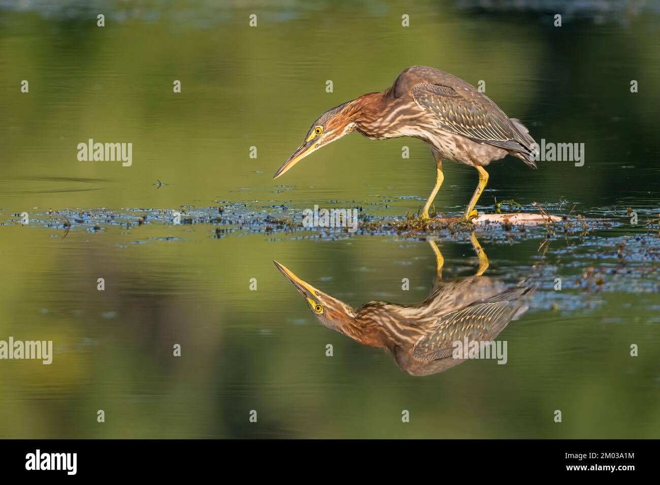 Junger grüner Reiher (Butorides virescens)., E Nordamerika, von Dominique Braud/Dembinsky Photo Assoc Stockfoto Junger grüner Reiher (Butorides virescens)., E Nordamerika, von Dominique Braud/Dembinsky Photo Assoc Stockfoto
