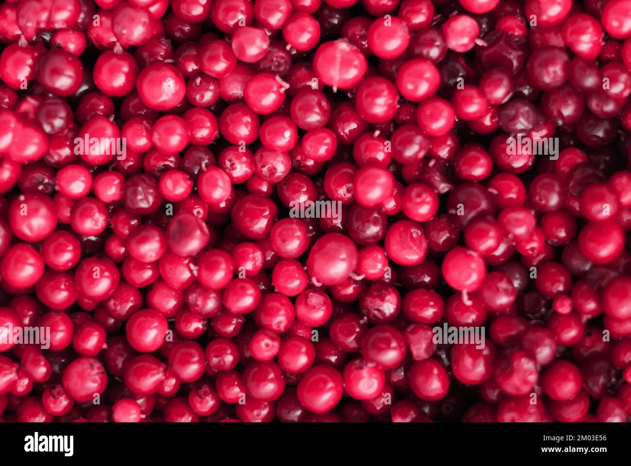 Natürlicher Hintergrund in der Farbe des Jahres 2023 Viva Magenta Stockfoto