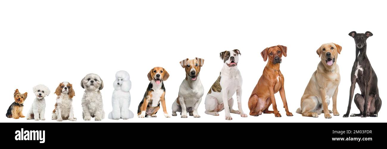 Eine Zusammenstellung hübscher Hunde, sortiert nach Größe Stockfoto