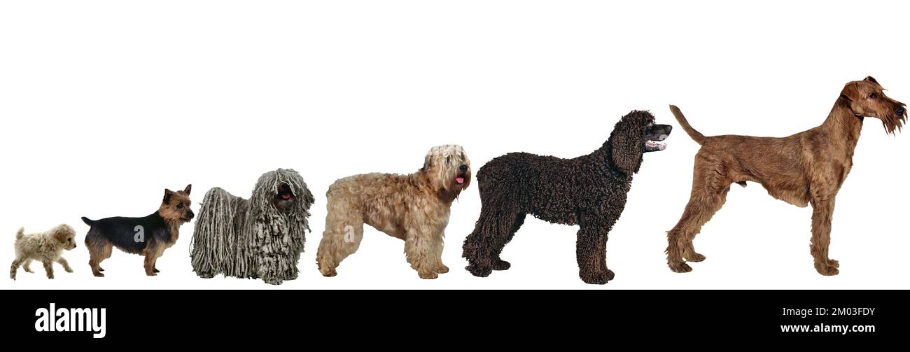 Eine Zusammenstellung hübscher Hunde, sortiert nach Größe Stockfoto