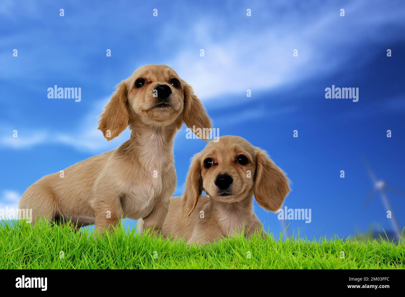 Schöne deutsche Dachshund-Welpen Stockfoto