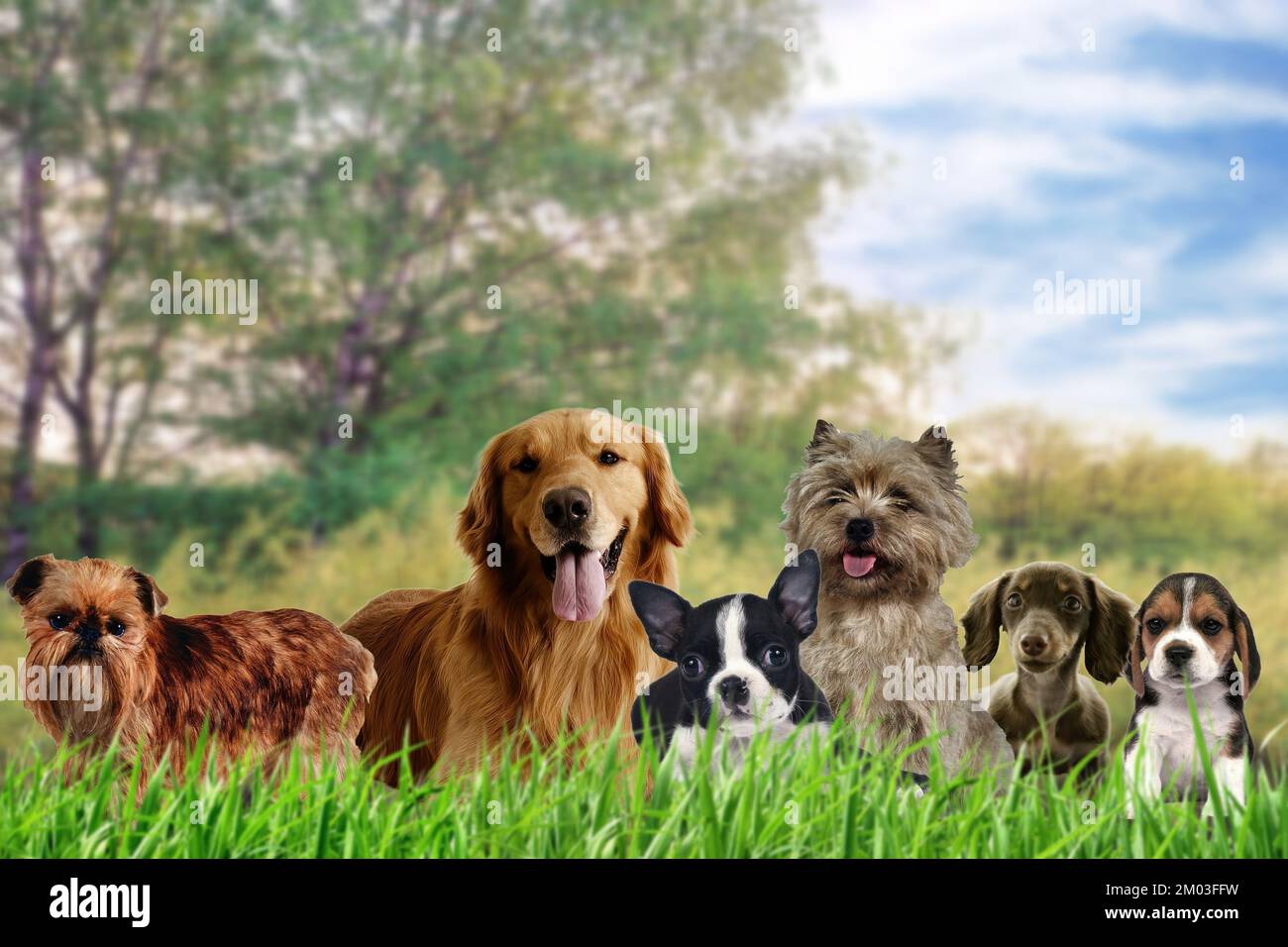 Hunde und Welpen in einer idyllischen Naturlandschaft Stockfoto