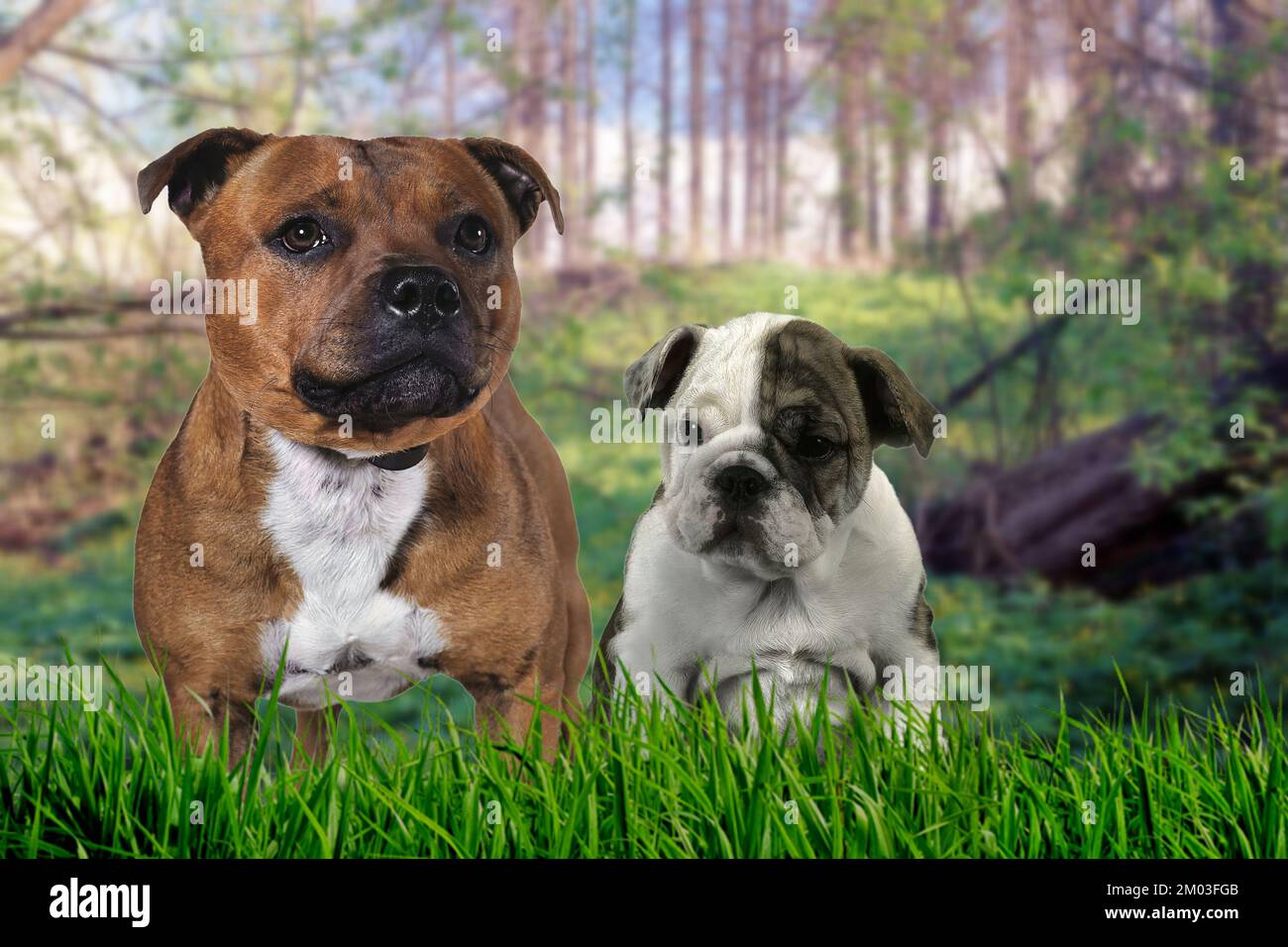 Von den sehr schönen Exemplaren von Bulldog, einer mittelgroßen Molossoiden-Hunderasse, die in England 01 heimisch ist Stockfoto