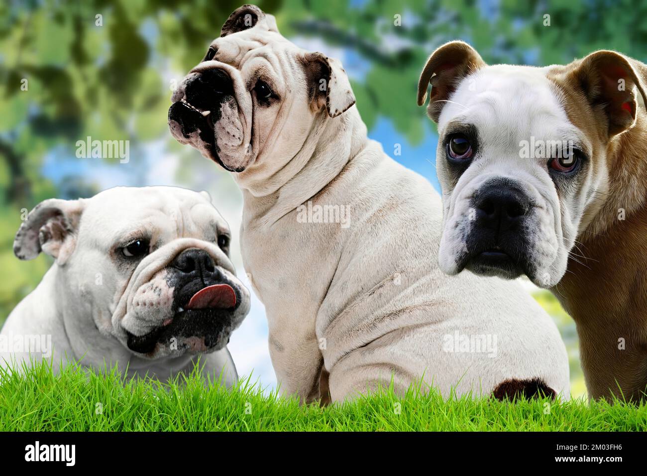 Von den sehr schönen Exemplaren von Bulldog, einer mittelgroßen Molossoiden-Hunderasse, die in England 01 heimisch ist Stockfoto