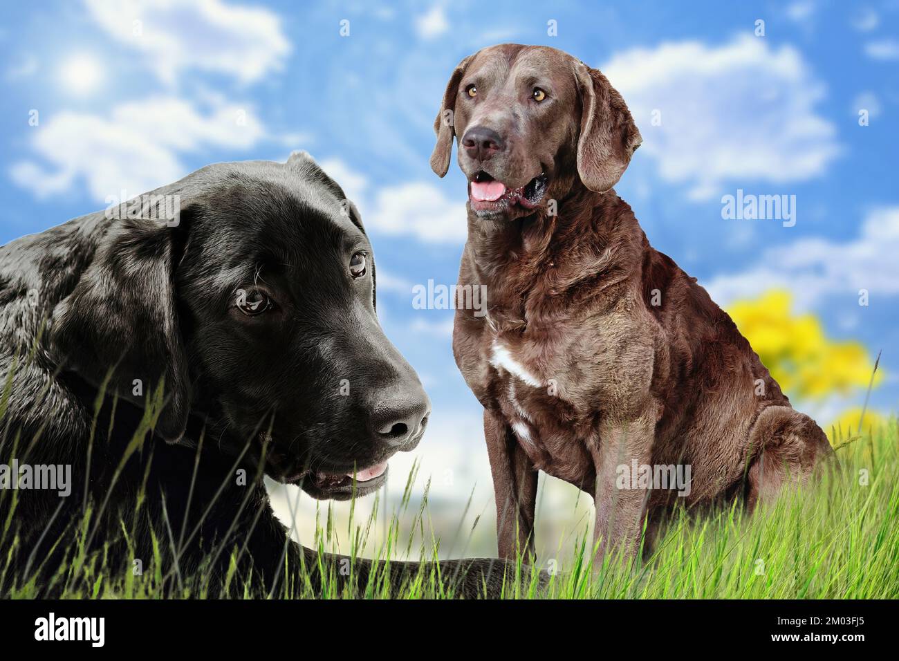 Ein paar schöne Exemplare der Labrador Retriever Hunderasse Stockfoto