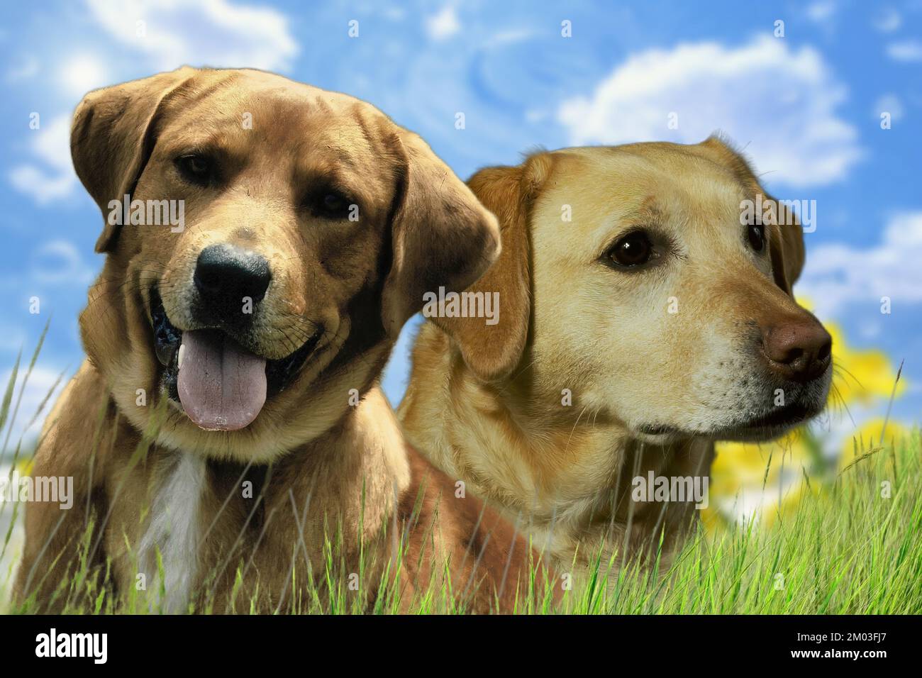 Ein paar schöne Exemplare der Labrador Retriever Hunderasse Stockfoto