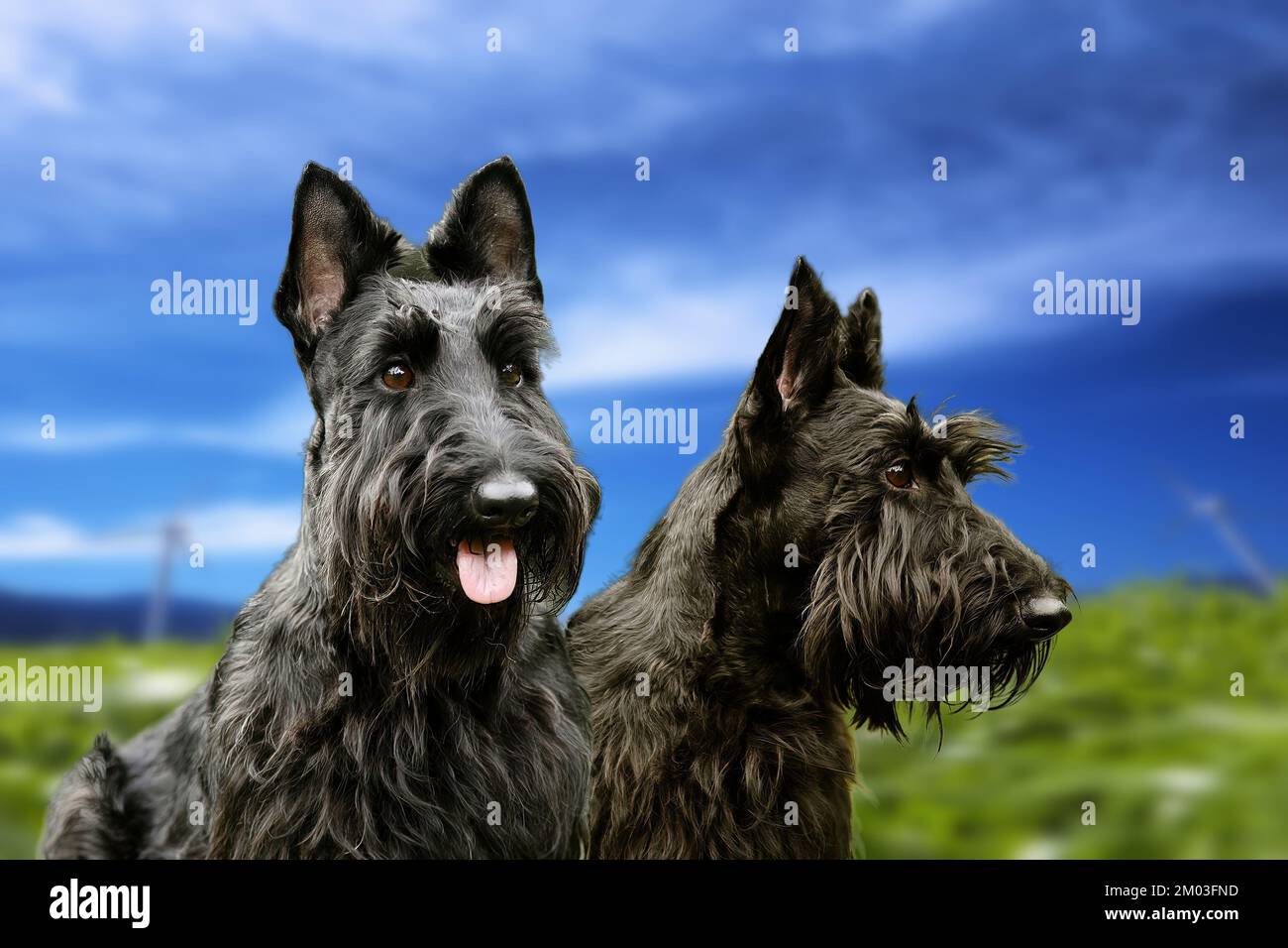 Der Scottish Terrier (auch bekannt als Aberdeen Terrier oder Scottie) Stockfoto