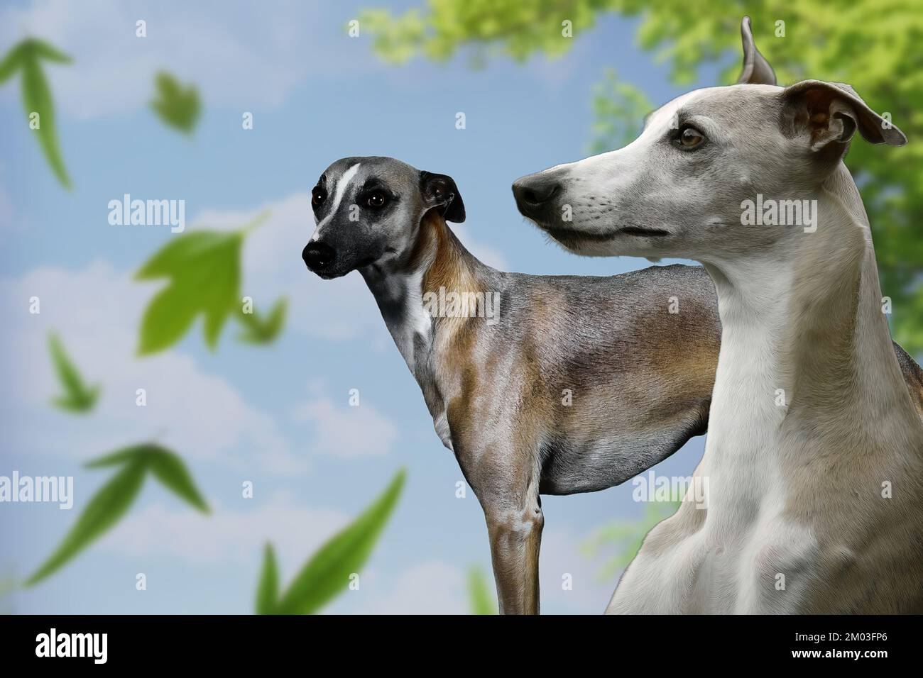 Whippet, ein kleiner Windhund mit großen sportlichen Fähigkeiten Stockfoto