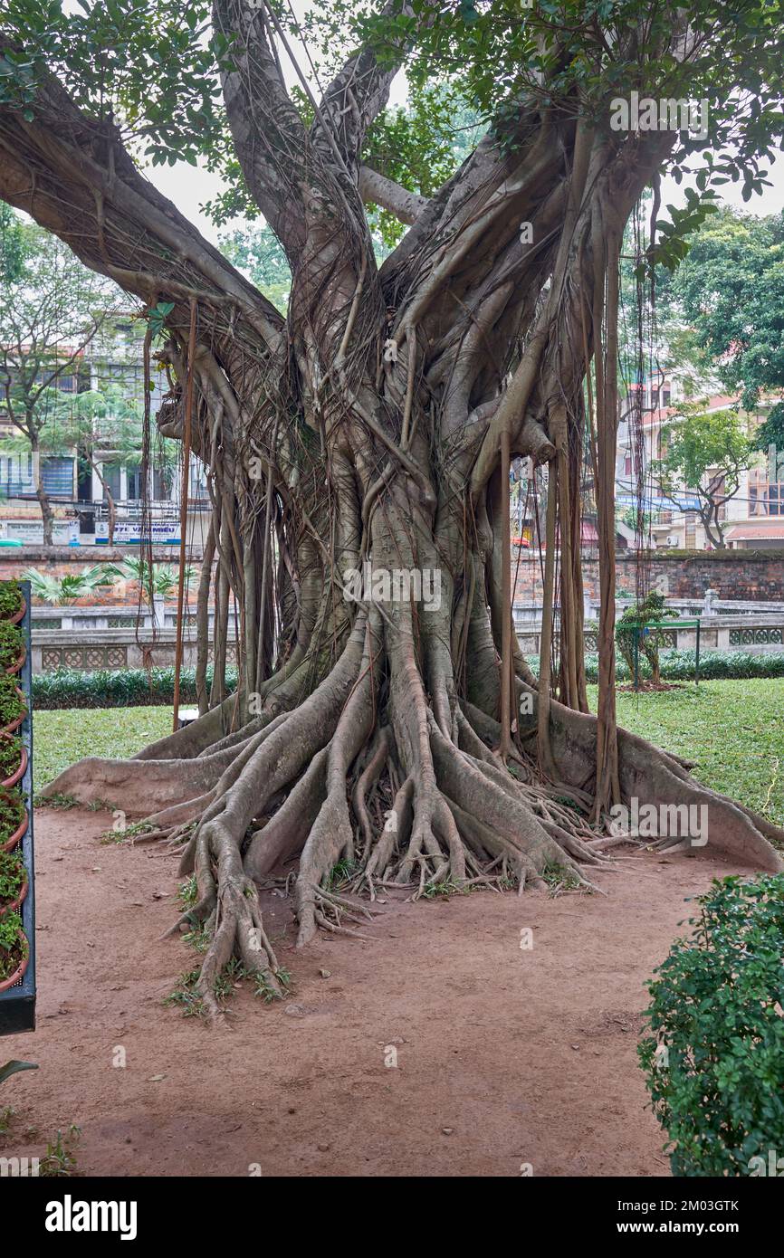 Temple of Literature in Hanoi Vietnam Stockfoto
