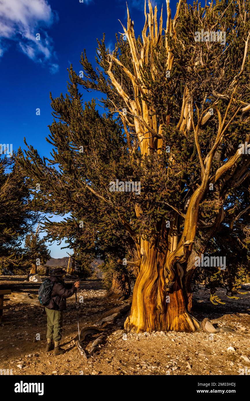 Karen Rentz in Patriarch Grove, Ancient Bristlecone Pine Forest, Inyo National Forest, Kalifornien, USA Stockfoto