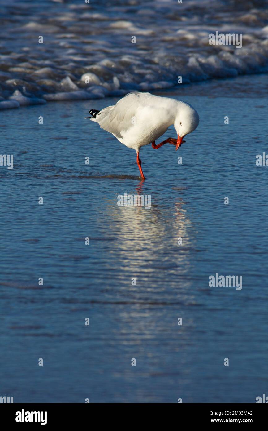 Silbermöwe (Larus novaehollandiae)Elliott Heads Australia. Stockfoto