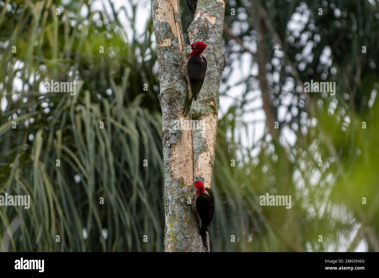 Königspecht in der Tätigkeit auf dem Baum auf der Natur Stockfoto