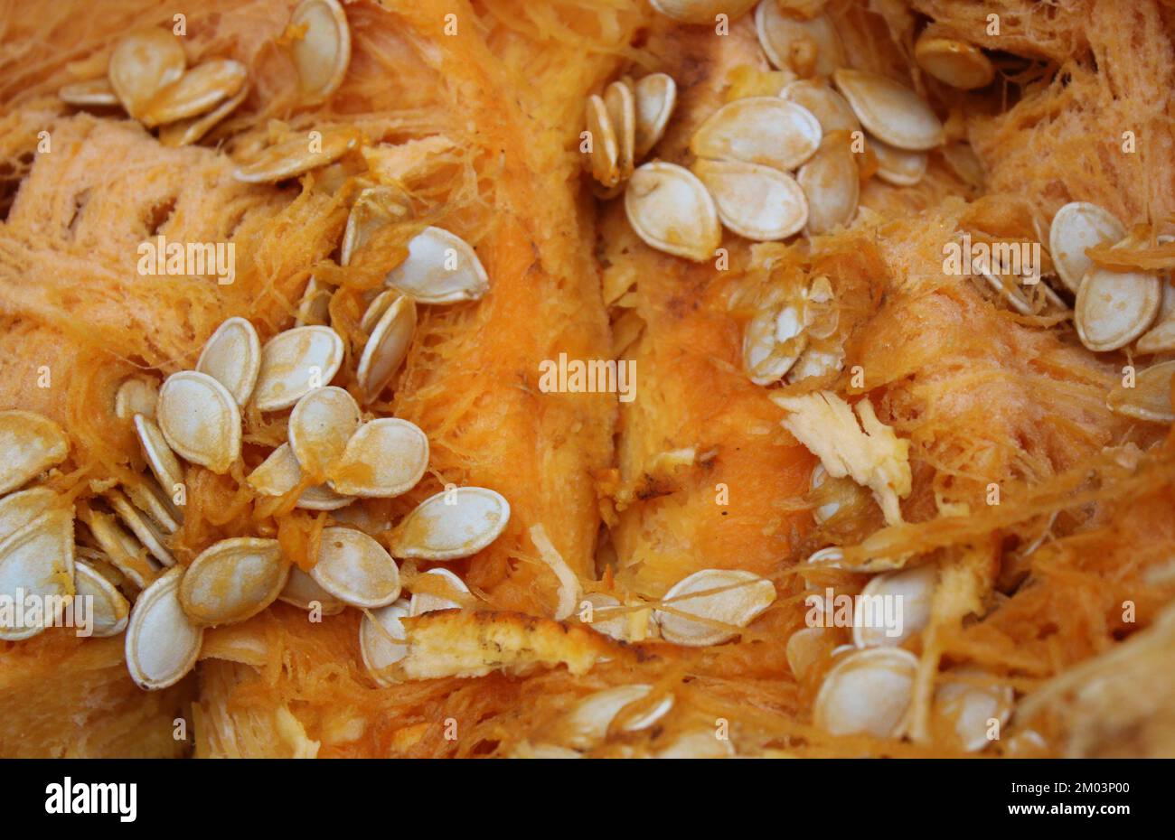 Samen und Fasern in einem gewöhnlichen OrangenKürbis Stockfoto