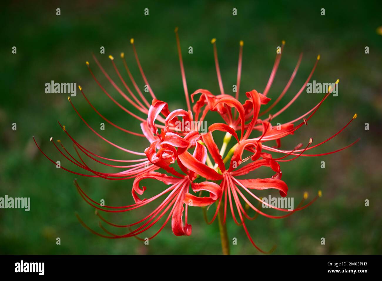 Red Alien Flower oder Spider Lilie Stockfoto