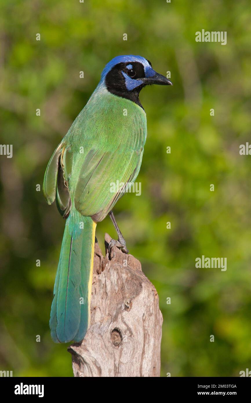 Green Jay auf einem Baumstumpf im Rio Grande Valley, Texas, USA. Cyanocorax yncas Stockfoto