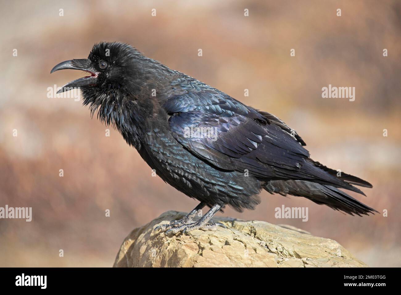 Ein gewöhnlicher Rabe ruft, hoch oben auf dem Felsen. Jasper National Park, Kanada. Corvus Corax. Stockfoto