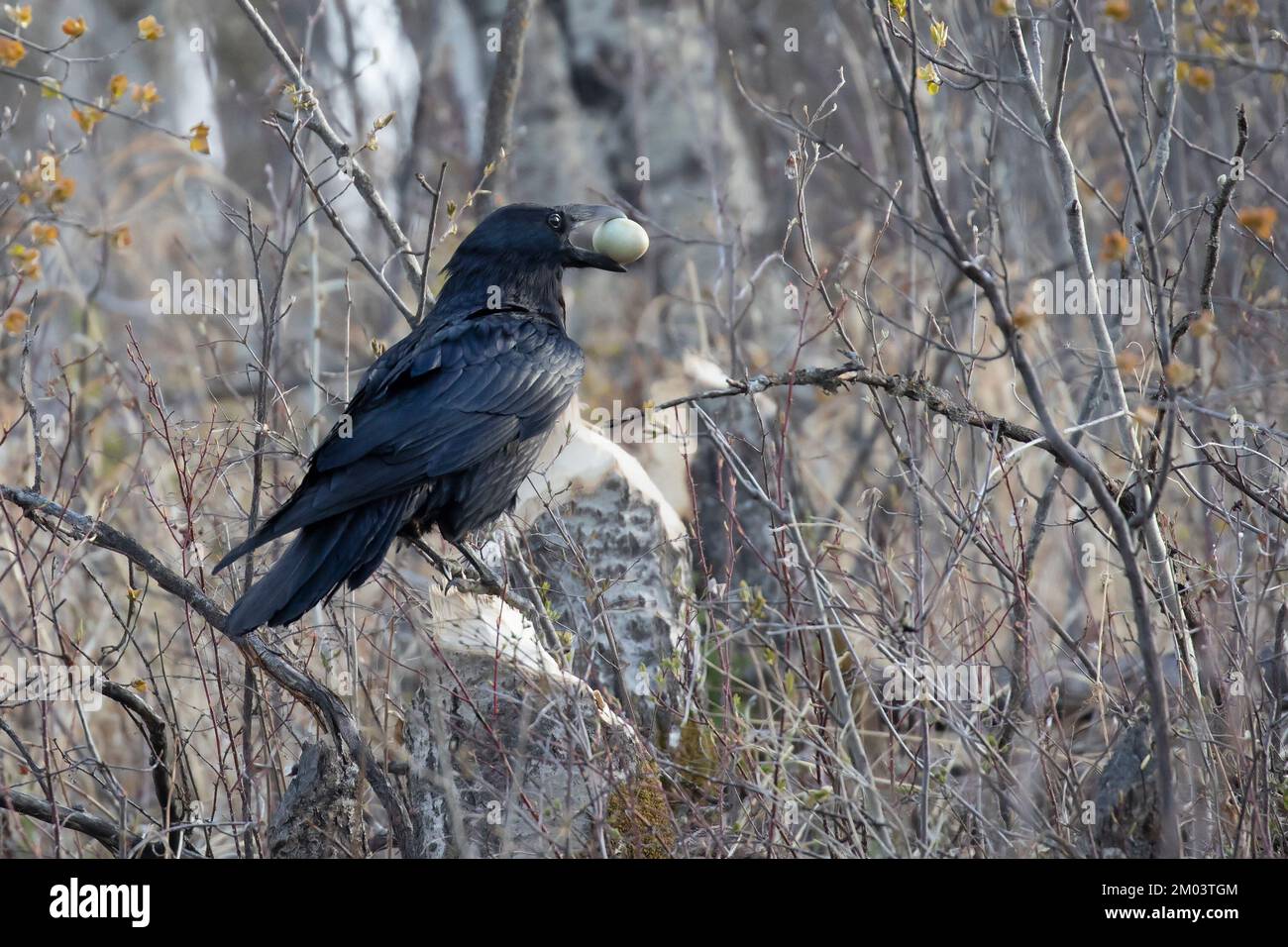 Rabe, die ein wildes Vogelei ausbeuten und das Ei in ihrem Schnabel tragen. Corvus Corax. Stockfoto