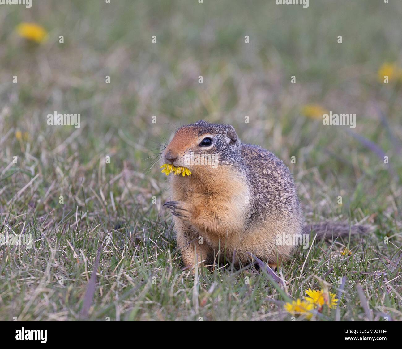 Im Chain Lakes Provincial Park, Alberta, Kanada, speist ein Eichhörnchen aus kolumbianischem Boden mit einem Mund voller Löwenzahnblumen. (Urocitellus columbianus) Stockfoto