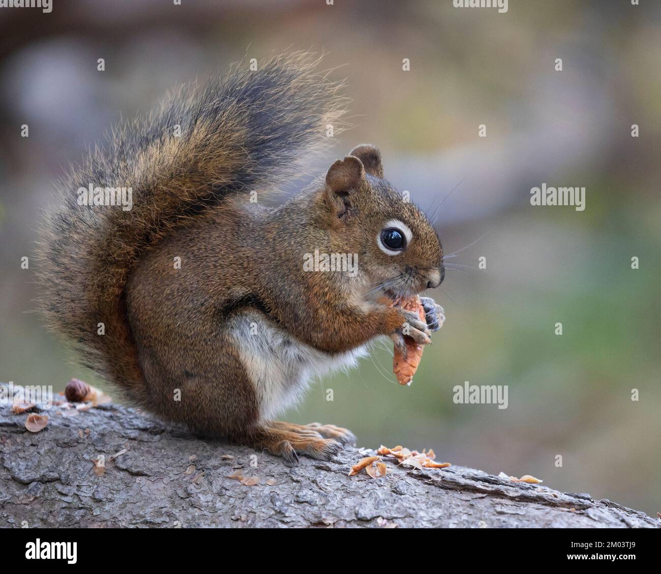 Rotes Eichhörnchen mit Fichtenzapfen, das die Samen im borealen Wald, Pyramid Island, Jasper National Park isst. (Tamiasciurus hudsonicus) Stockfoto