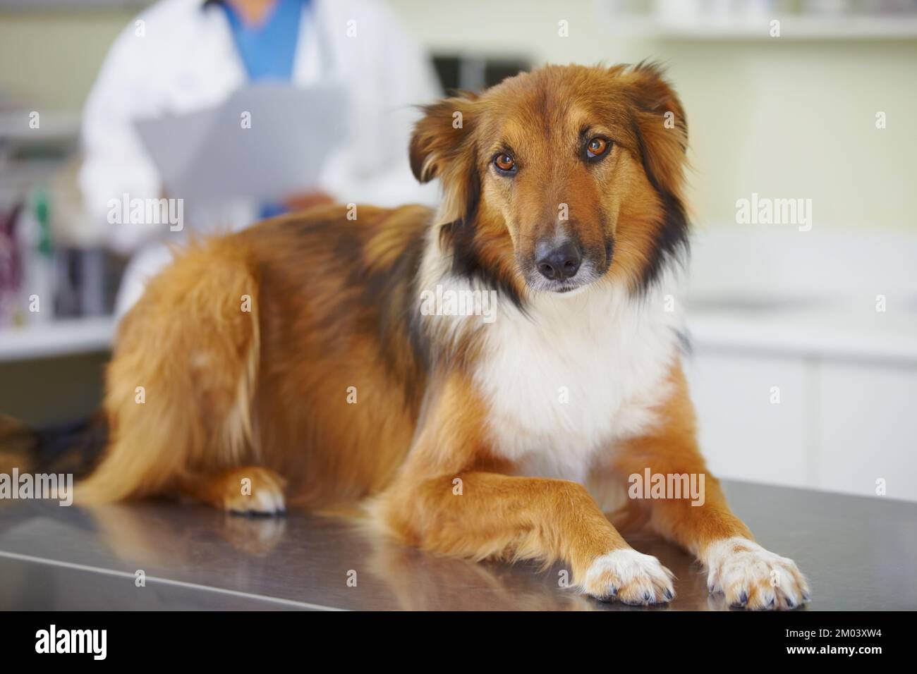 Sich selbst tut es sehr leid. Porträt eines Hundes, der auf dem Untersuchungstisch des Tierarztes sitzt. Stockfoto