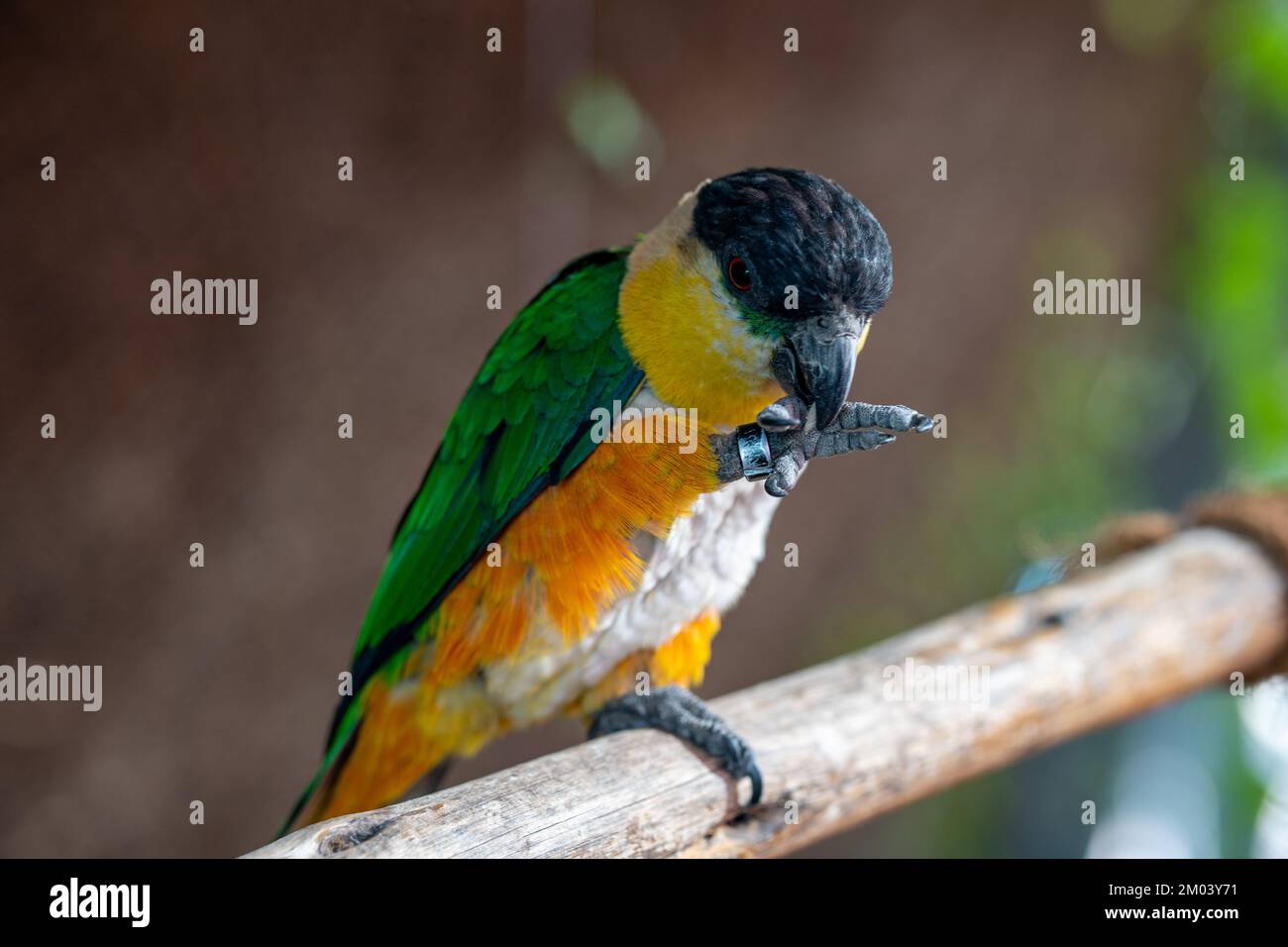 Ein Schwarzkopfsittich (Pionites melanocephalus) nähert sich einem Ast, der Samen isst Stockfoto