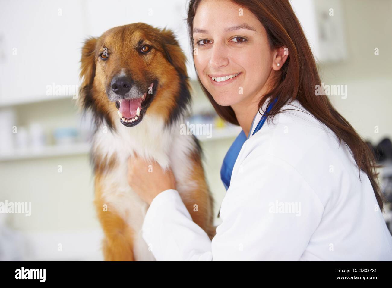 Regelmäßige Kontrolluntersuchungen sind für die Gesundheit des Hundes unerlässlich. Porträt einer lächelnden Tierärztin mit einem fröhlich aussehenden Hund. Stockfoto