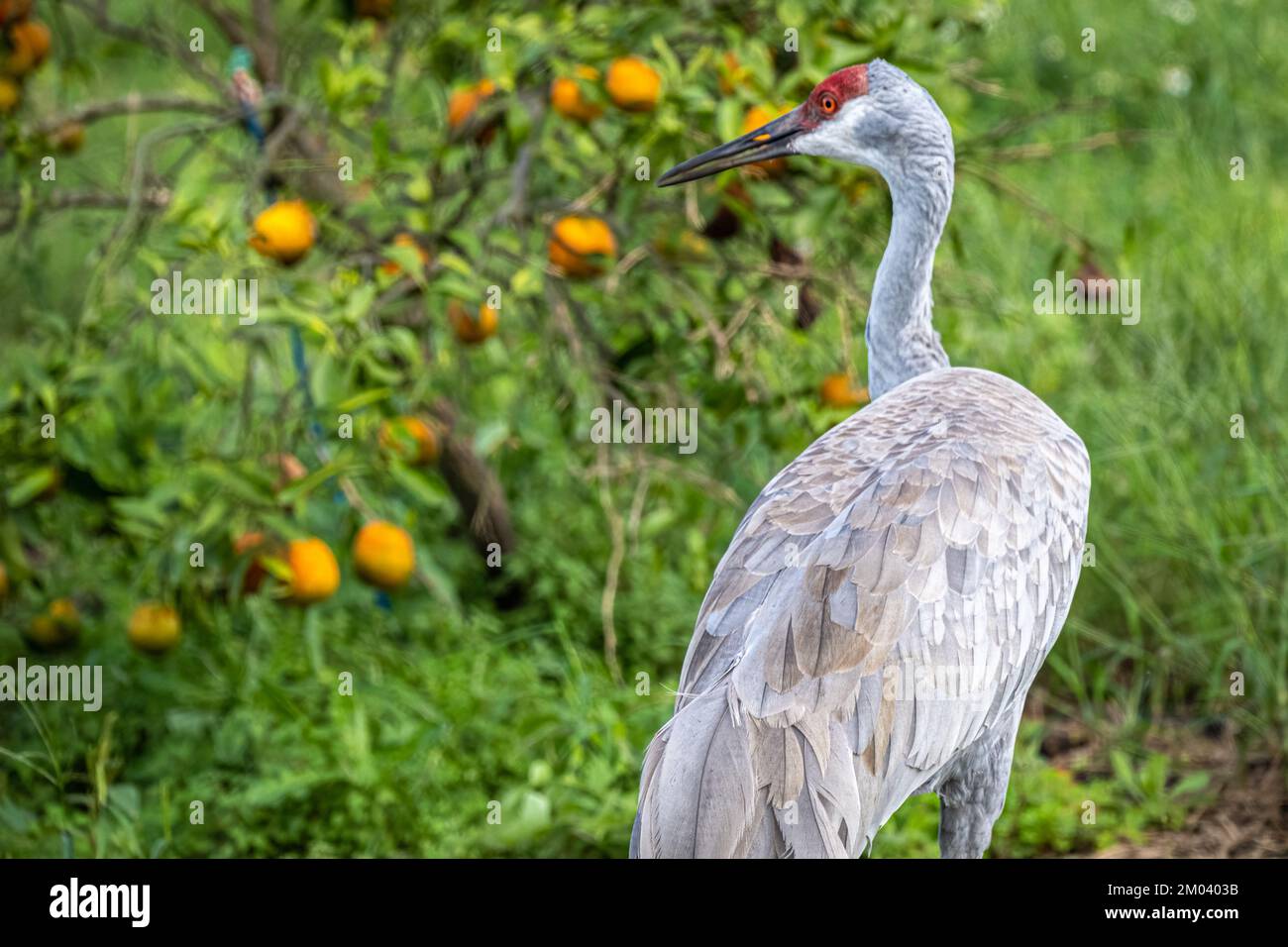 Sandhill Crane (Grus canadensis) wandert durch einen Orangenhain am Showcase of Citrus in Clermont, Florida, südwestlich von Orlando. (USA) Stockfoto