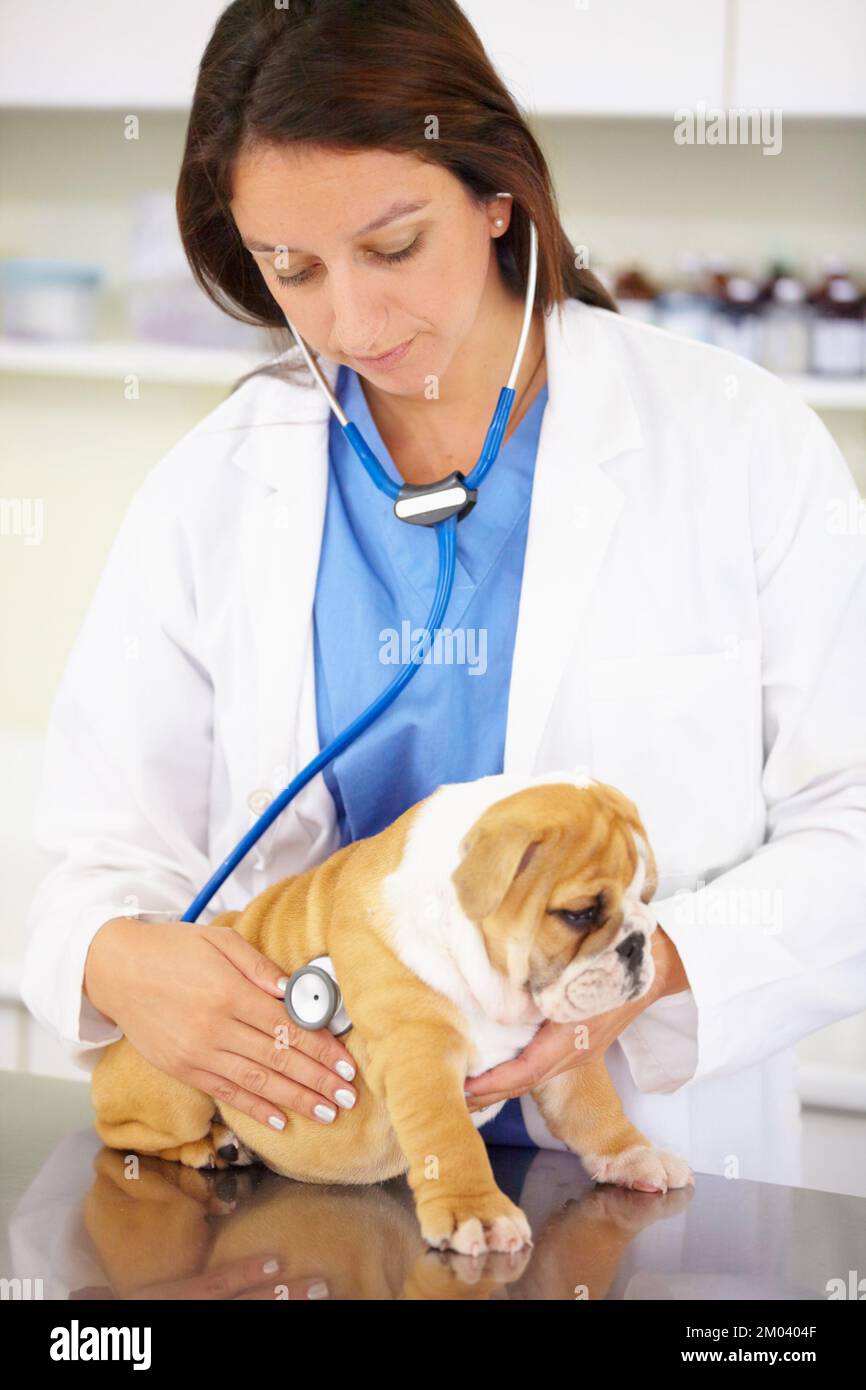 Er wird gründlich untersucht. Ein Tierarzt, der absichtlich einem verspielten Bulldoggen den Herzschlag anhört. Stockfoto