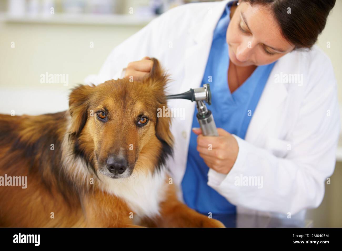 Eine komplette Untersuchung. Ein Tierarzt untersucht ein Hundeohr. Stockfoto