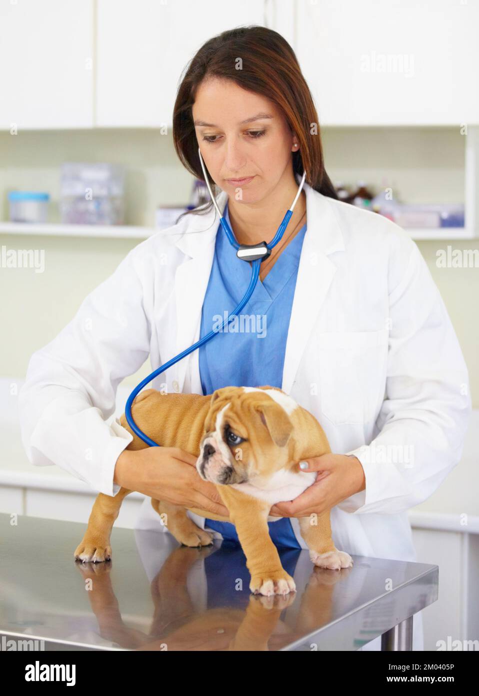 Gründliche Welpenuntersuchung. Ein Tierarzt, der einem Bulldoggen den Herzschlag anhören will. Stockfoto
