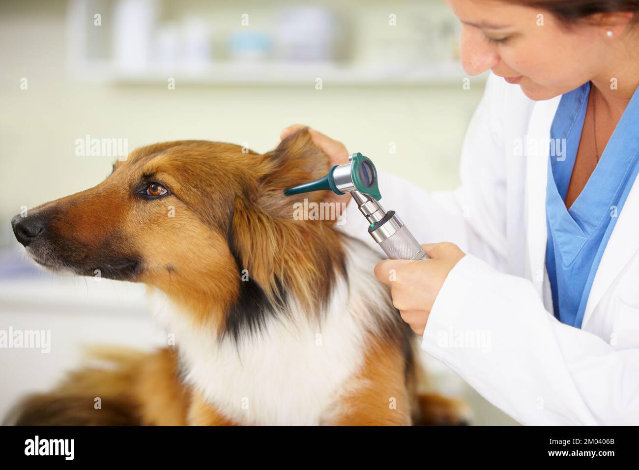 Ich muss mich untersuchen lassen. Ein Tierarzt untersucht ein Hundeohr. Stockfoto