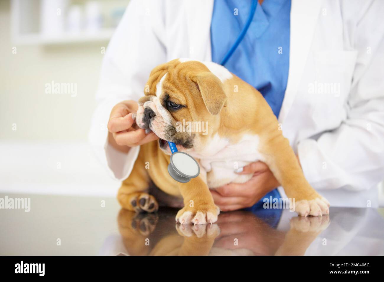 Spielzeit in der Klinik. Ein Tierarzt, der einem verspielten Bulldoggen den Herzschlag anhören will. Stockfoto